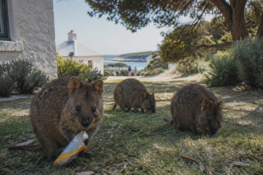 Bicycles parked on a lawn near a seaside settlement with quokkas grazing nearby