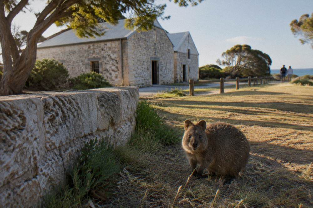 A quokka standing on a shaded lawn near a low stone wall in the late afternoon