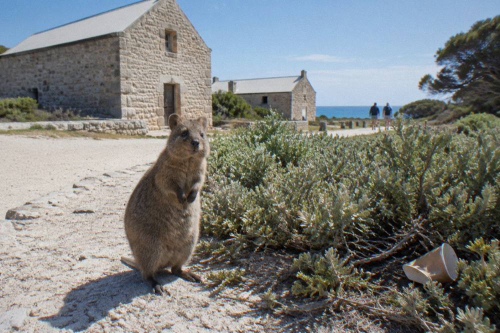 Quokka standing on a sandy path beside low coastal vegetation