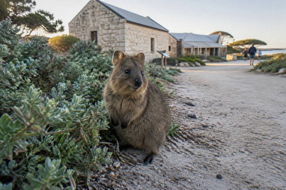 A quokka standing on a path edge beside low coastal vegetation in soft morning light