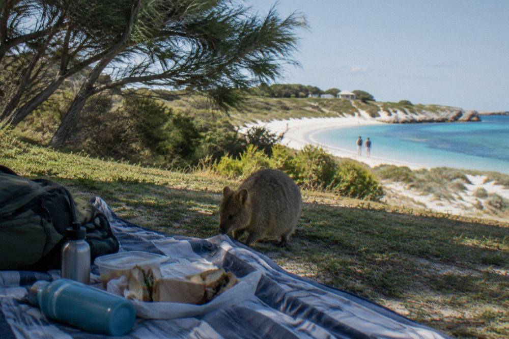 A picnic rug and a daypack with food and drink bottles set out on shaded grass near the beach