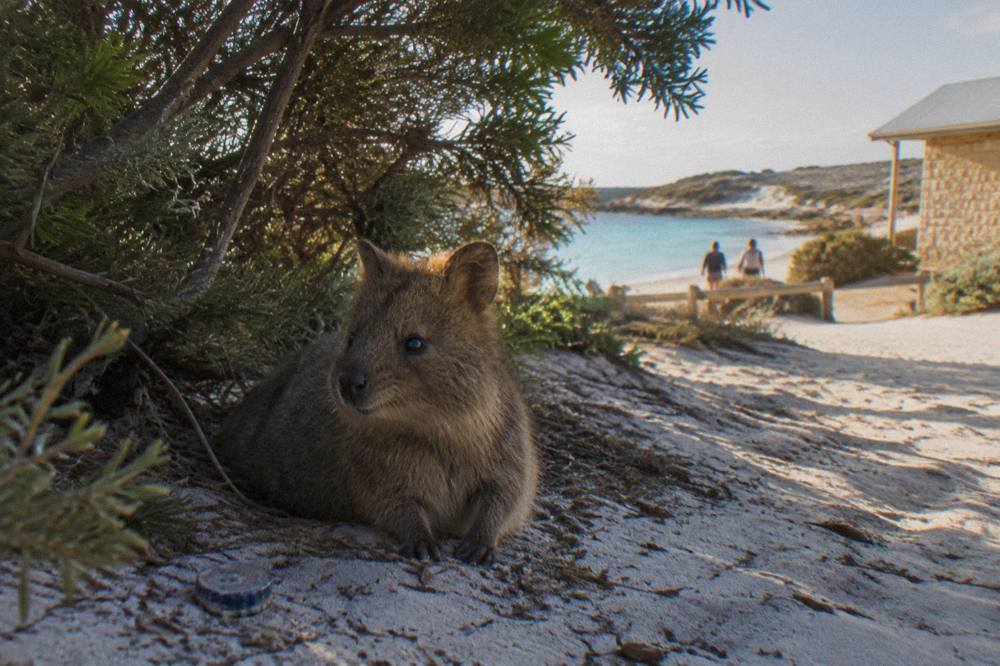 A quokka resting in shade under a tea tree beside a sandy path