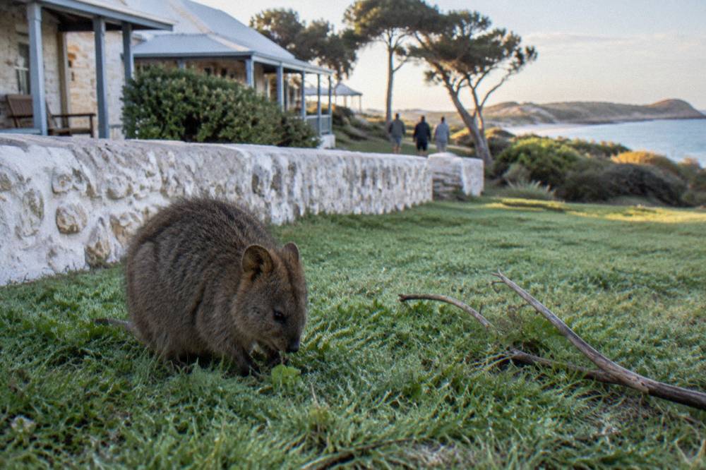 A quokka standing on a shaded lawn near a low stone wall in the Thomson Bay settlement