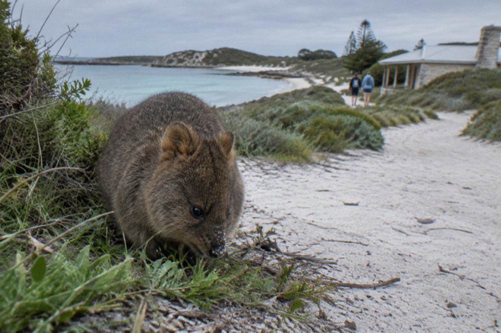 A quokka feeding on grass at the shaded edge of a sandy walking track between coastal bushes