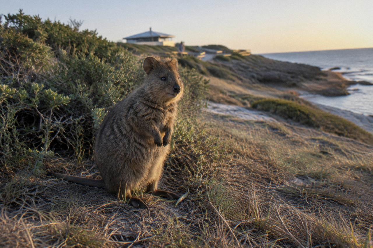 A quokka standing in dry grass beside a low coastal shrub on Rottnest Island
