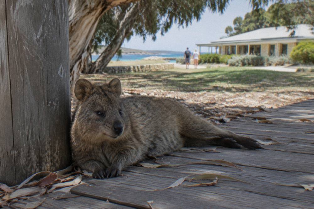 A quokka resting in shade beside a wooden boardwalk on Rottnest Island