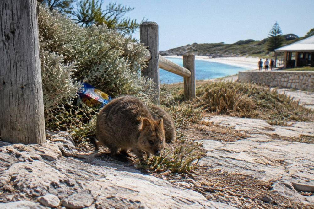 A sign on Rottnest Island asking visitors not to feed the wildlife
