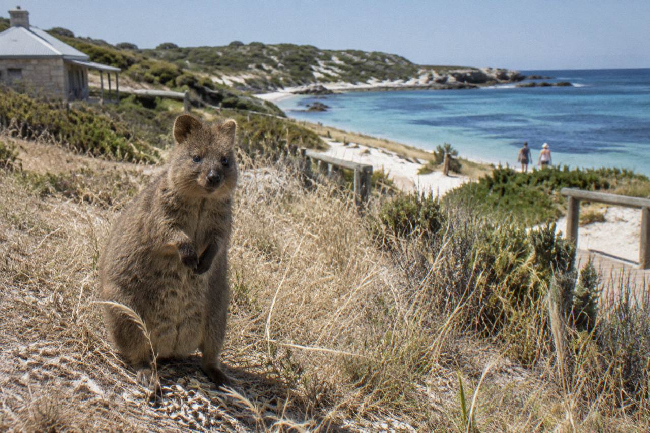A quokka standing in dry grass on Rottnest Island