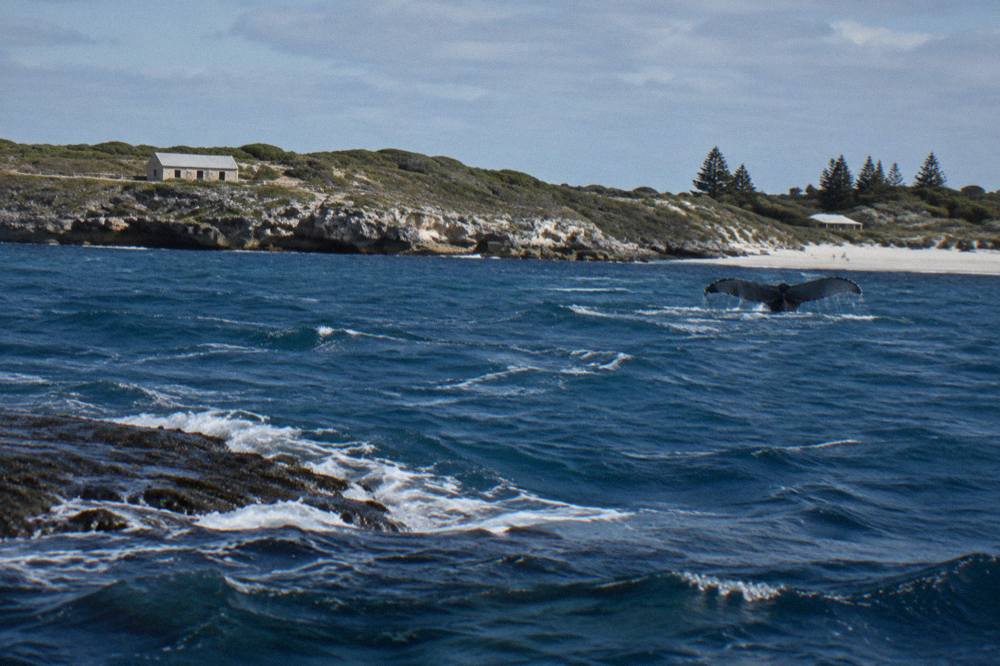 Deep blue ocean water near island cliffs with whitecaps forming on the swell