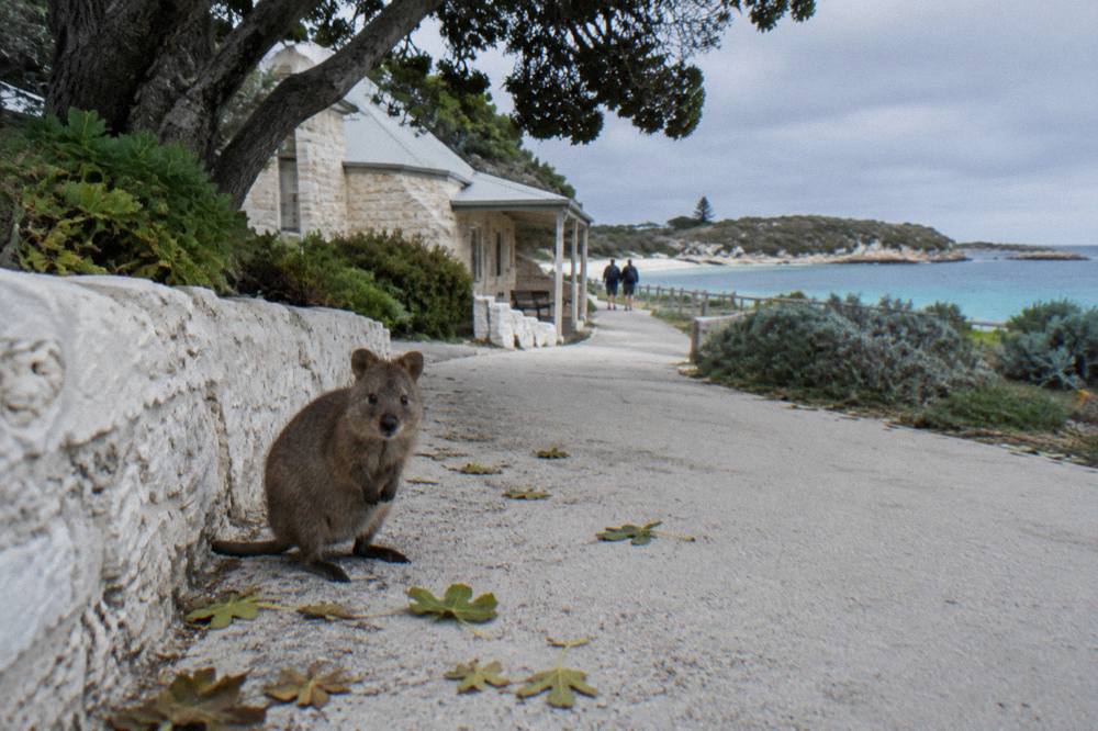 A quokka standing on a paved path near a low stone wall in the Thomson Bay settlement