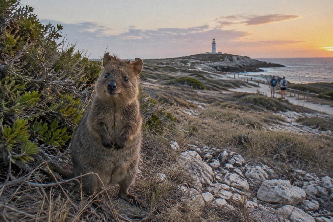 A quokka standing in dry grass beside a coastal shrub on Rottnest Island