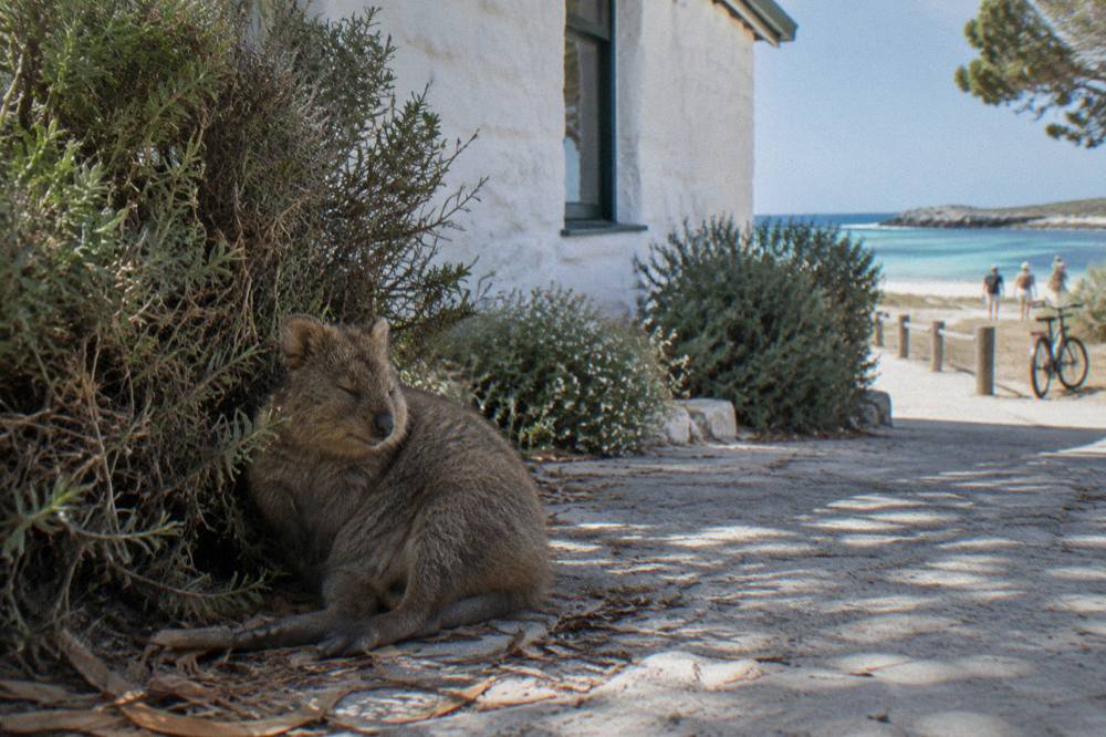 A quokka resting in shade beside low coastal scrub
