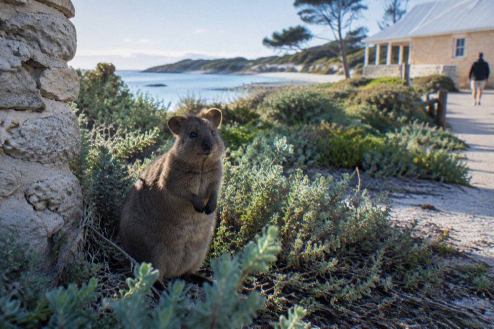 A quokka standing in dappled shade among low coastal vegetation on Rottnest Island