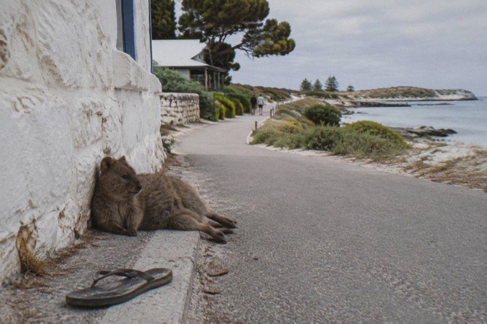 A quokka resting in shade beside a paved path near the Thomson Bay settlement