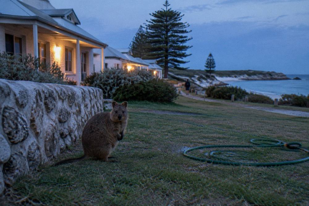 A quokka standing on a lawn beside a low stone wall in the settlement at dusk