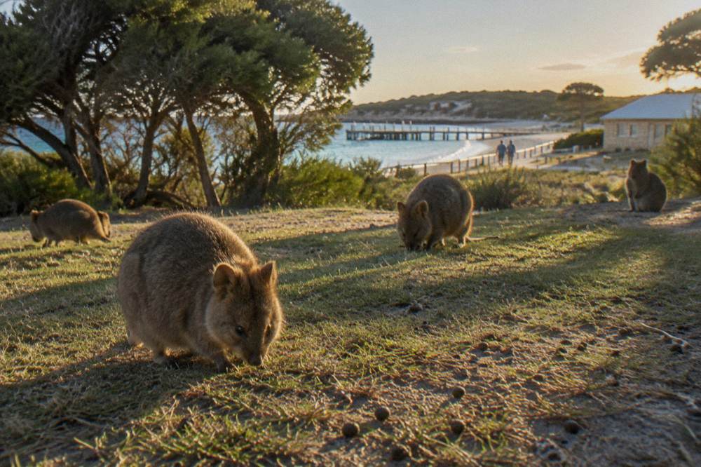 A group of quokkas grazing on an open grassy area near coastal trees in the late afternoon