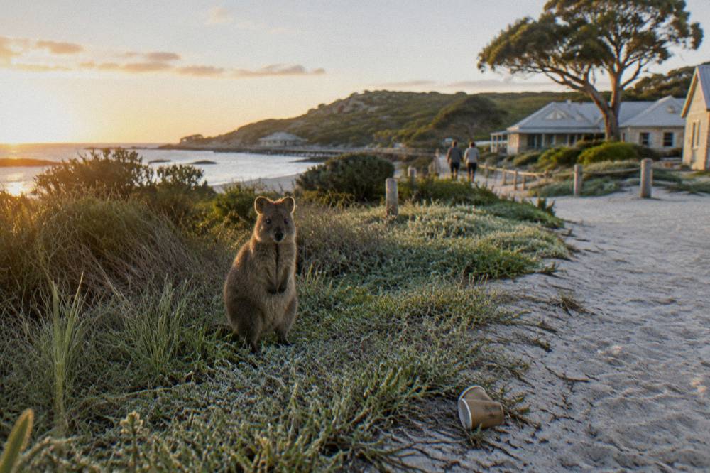 A quokka standing in grass at sunrise with soft light across a coastal path