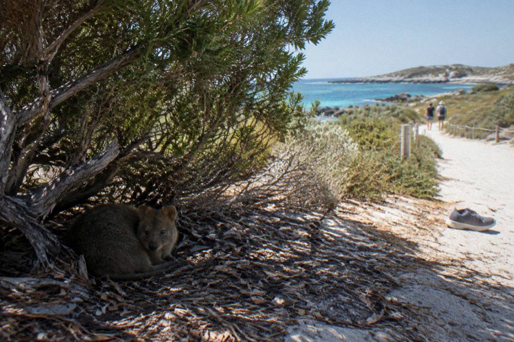 A quokka resting in deep shade beneath a low tree beside a sandy walking track