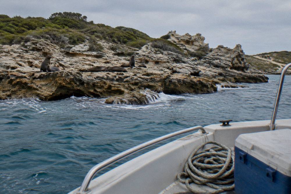 An open boat anchored near limestone rocks where dark seal shapes rest on the ledges