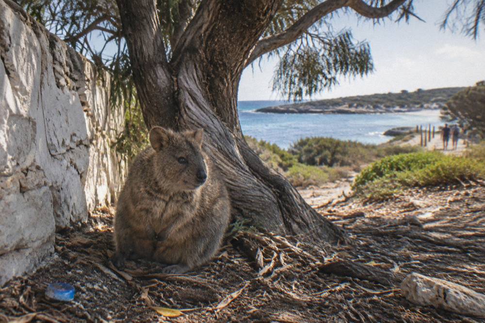 A quokka resting in leaf litter at the base of a tea tree in soft afternoon light