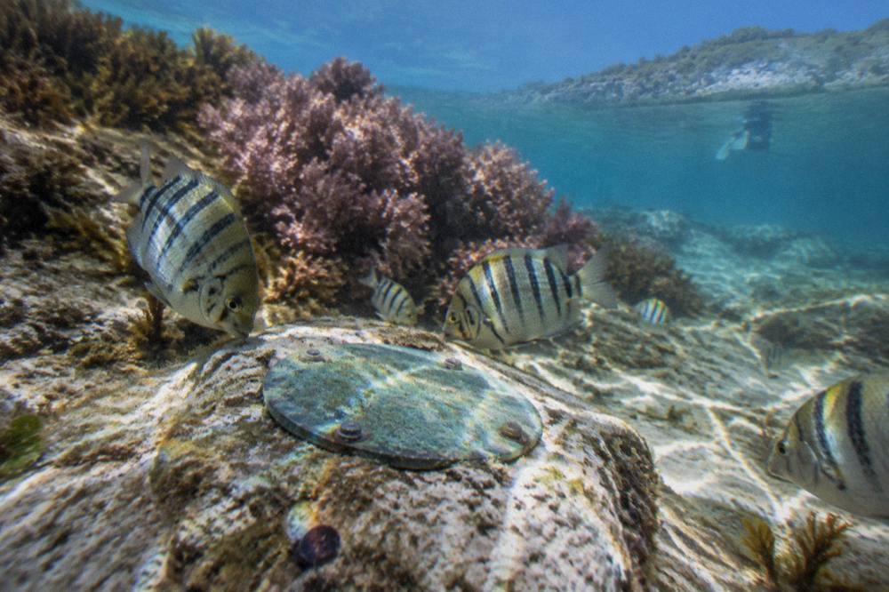 A snorkel trail marker plaque on a sandy seabed surrounded by small reef fish