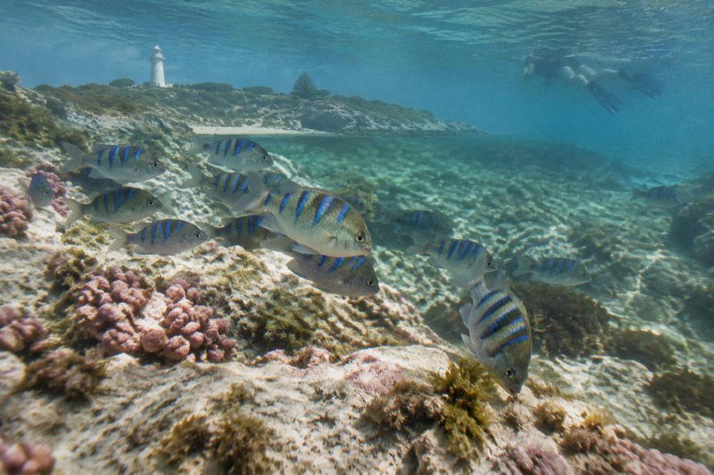 A school of small tropical fish over a limestone reef with coral growth