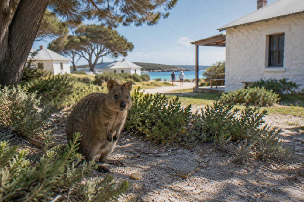 A quokka standing on a sandy path surrounded by low coastal scrub